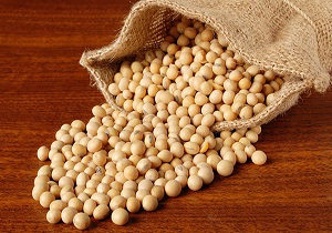 پرداخت 47 درصدی مطالبات سویا کاران بیله سوار