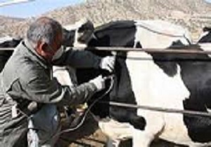 واکسیناسیون بیش از 100 هزار رأس دام در تاکستان
