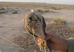 دستگیری شکارچی متخلف هوبره در خواف