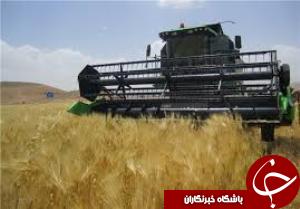 كشت هاي پاييزه در شادگان پایان یافت