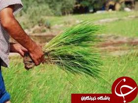 برداشت شلتوك از سطح شاليزارهاي دشت آزادگان پایان یافت