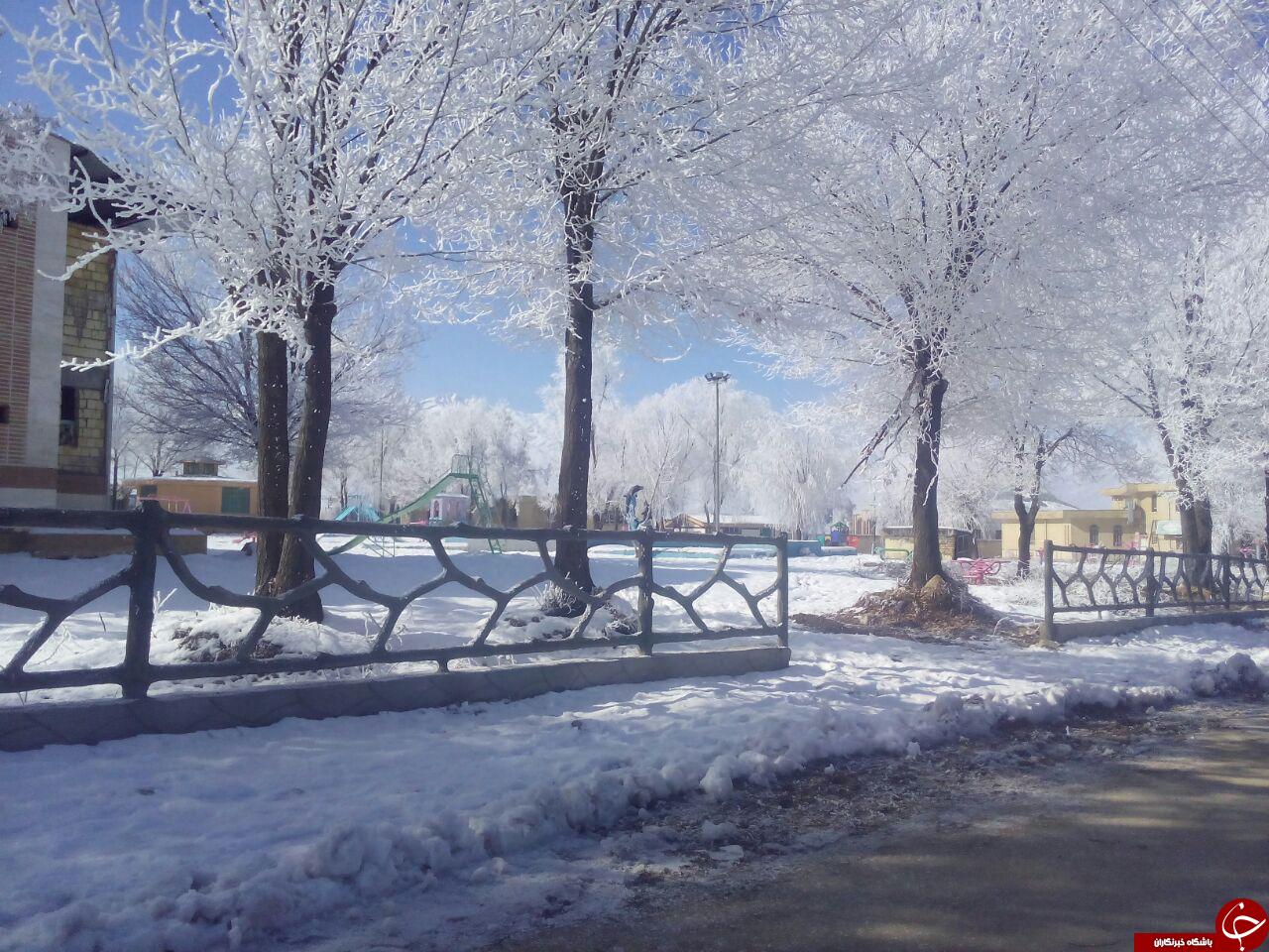 تصاویری از درختان یخی در ایران