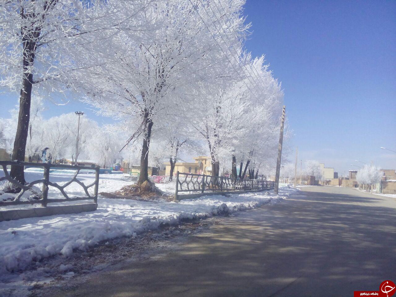 تصاویری از درختان یخی در ایران