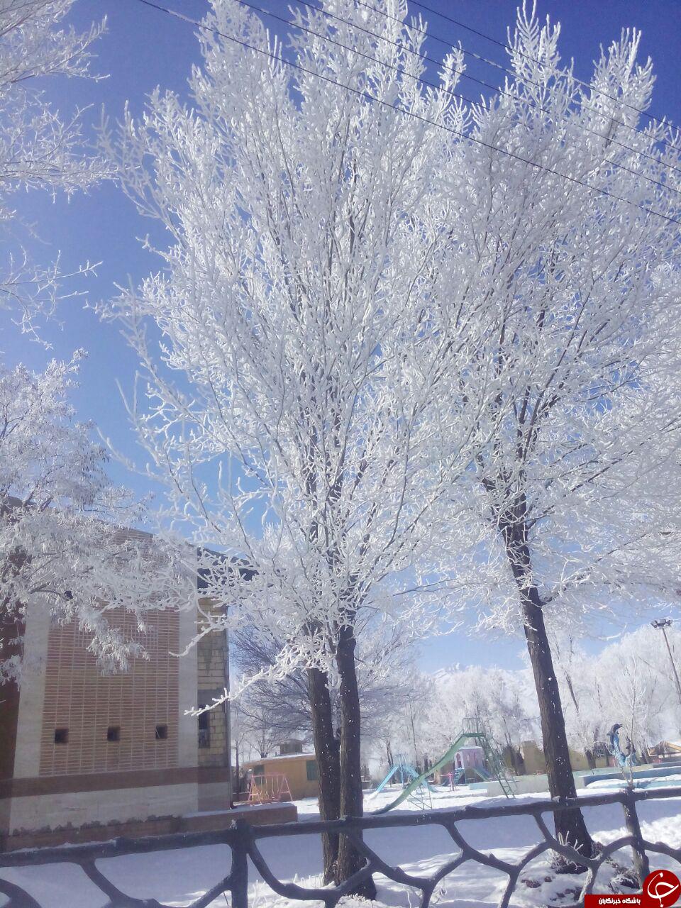 تصاویری از درختان یخی در ایران