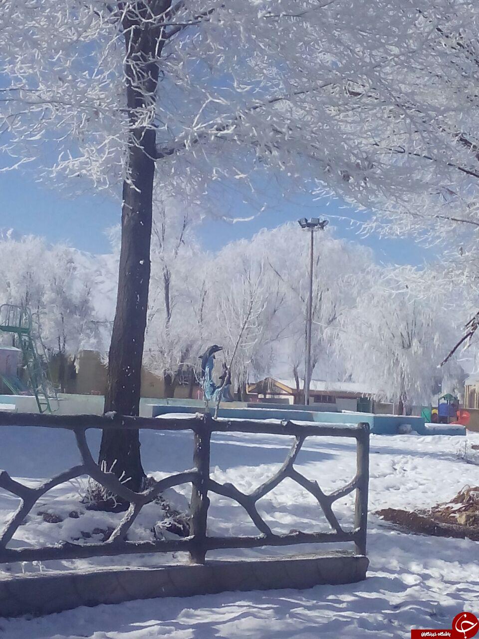 تصاویری از درختان یخی در ایران