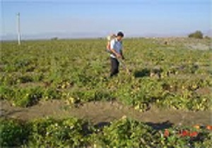 ۲۵ درصد اشتغال استان قزوین در بخش کشاورزی است