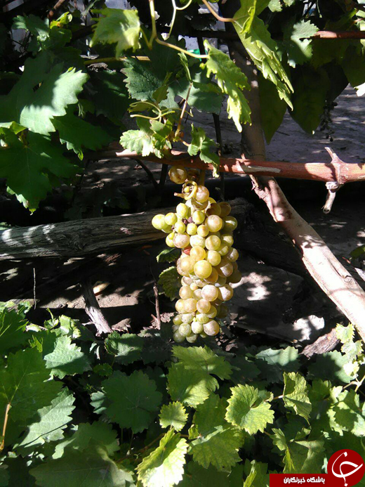 انگورهای زمستانی + تصاویر