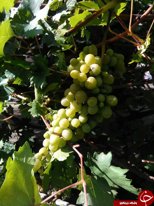 انگورهای زمستانی + تصاویر
