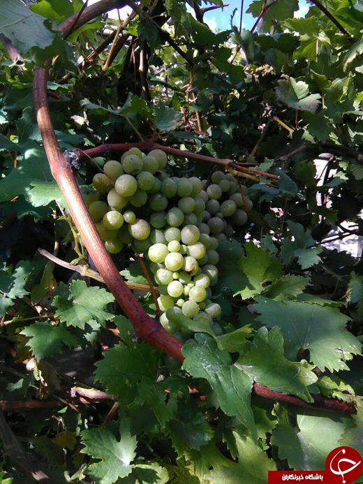 انگورهای زمستانی + تصاویر