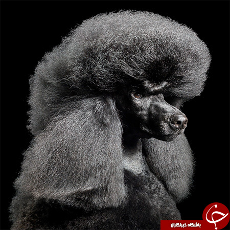 نگاهی به عجیب ترین سگهای دنیا+تصاویر////عکس ها چک شود/////
