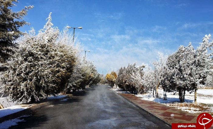درختان یخ زده در شهرکرد + عکس