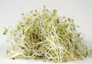 جوانه شبدر درمانی برای کم‌خونی و پلاکت پایین