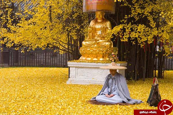 زیباترین و رویایی ترین برگ ریزان درچین+تصاویر