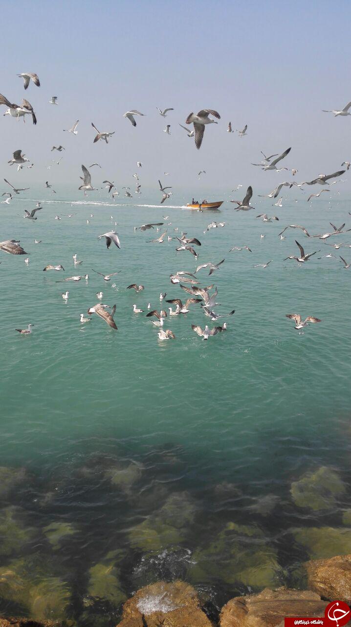 تصاویری زیبا از پرواز پرندگان در ساحل بوشهر