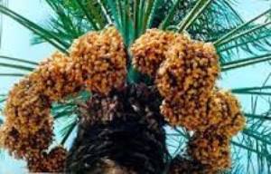 افزایش ۳۰ درصدی تولیدخرما دراستان یزد