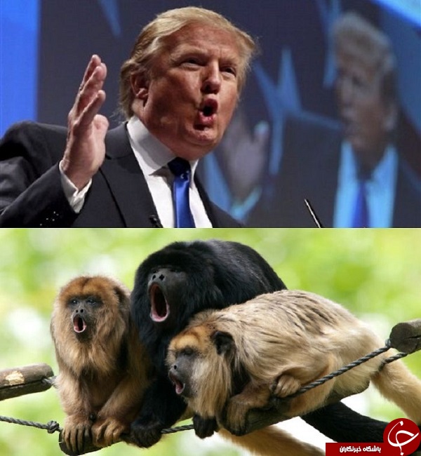 شباهت عجیب 