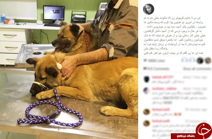 اینستاگردی