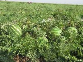 پیش بینی برداشت ۲۵ هزار تن محصولات جالیزی در بستک