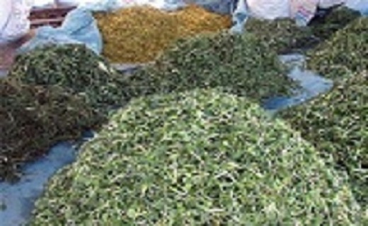 توسعه کشت گیاهان دارویی در اردبیل