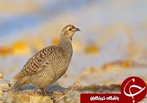 مداوای مرغ جیرفتی رها شده از چنگال عقاب