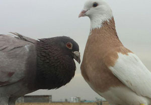 کبوتر در سرما + عکس