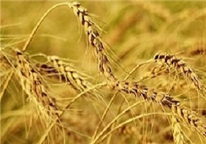 راه اندازی 765 میلیارد ریال پروژه کشاورزی در اردبیل