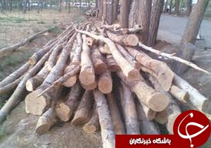 کشف و ضبط چوب قاچاق در شفت