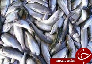 کشف فرآورده های دامی و شیلاتی فاسد در انزلی