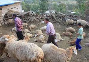 گرگ گوسفندان را درید