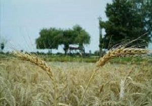 آغاز بهره برداری از ۳۲۷ پروژه کشاورزی در کردستان