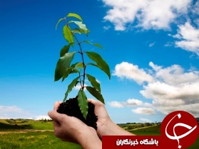 کشت نهال در هندیجان آغاز شد