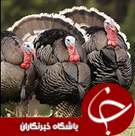 از دستگیری شاه مازندران تا کشتار بوقلمون با انفجار