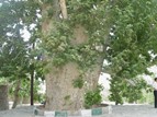 ثبت ملی درخت چنار باجگان شهرستان بافق