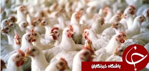 بهره‌برداری از  پروژه های کشاورزی مسجدسلیمان
