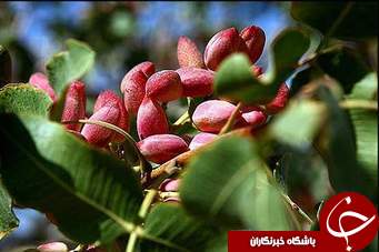 پیوند زدن 20 هکتار اراضی درخت همنوع  از پسته در کهگیلویه و بویراحمد