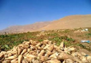 سیاست حمایتی از کشاورزان برای کشت چغندرقند انجام شود