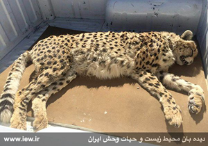 تلف شدن یک یوز ماده در سکوت خبری
