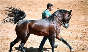 میزبان جشنواره ملی زیبایی اسب‎های عرب کشور
