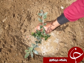 آغاز طرح بیابان زدایی در شن زارهای شوش
