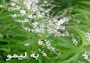 پرورش گیاه دارویی به لیمو برای نخستین بار در خراسان شمالی