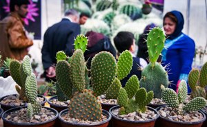 راه اندازی نمایشگاه دائمی عرضه گل وگیاه طبیعی در بیرجند