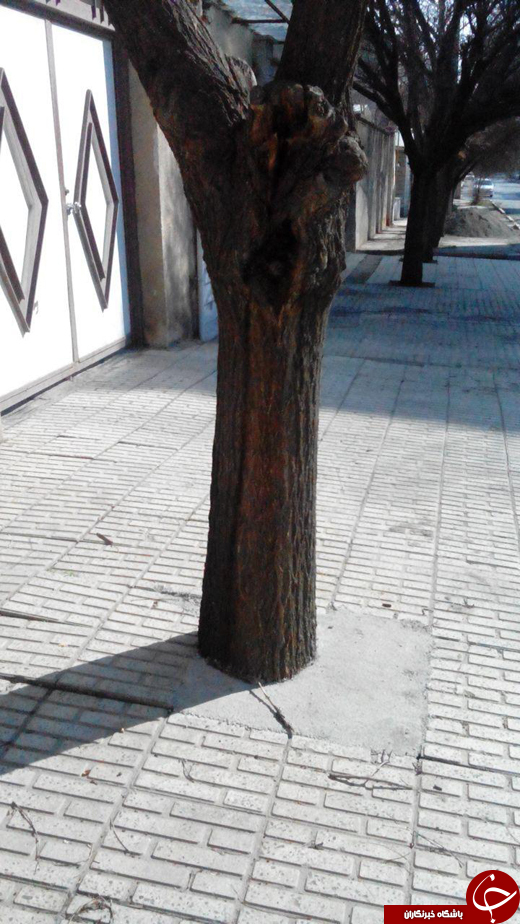 بسته + تصاویر