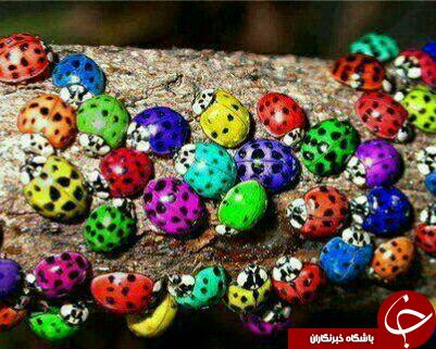 تا به حال کفشدوزکهای رنگی دیده اید+ تصاویر