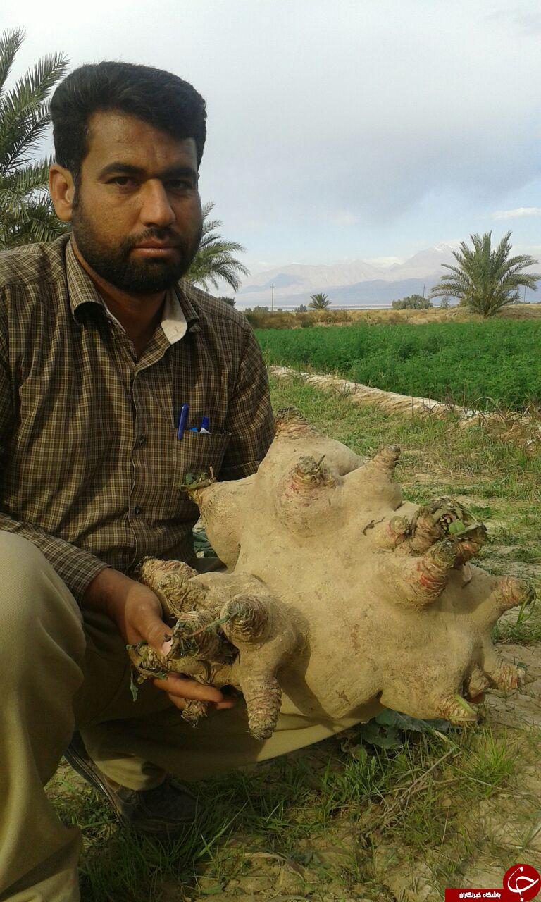 برداشت چغندر عجیب + تصاویر