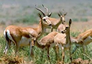 برگزاری اولین همایش بین المللی حیات وحش ایران