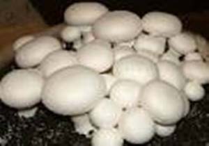 پرورش قارچ های ارگانیک در مازندران