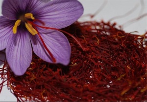 ظرفیت بالای ارشق مشگین شهر در تولید زعفران
