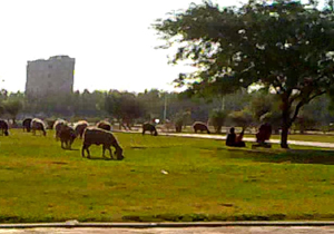 اینجا اول میدان بوده یا چراگاه؟! + فیلم