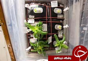 این گیاهان در آینده در سیاره مریخ رشد می&zwnj;کنند