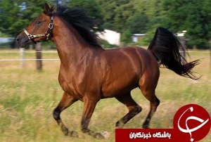 راه‌اندازی شهرک پرورش اسب در شوش